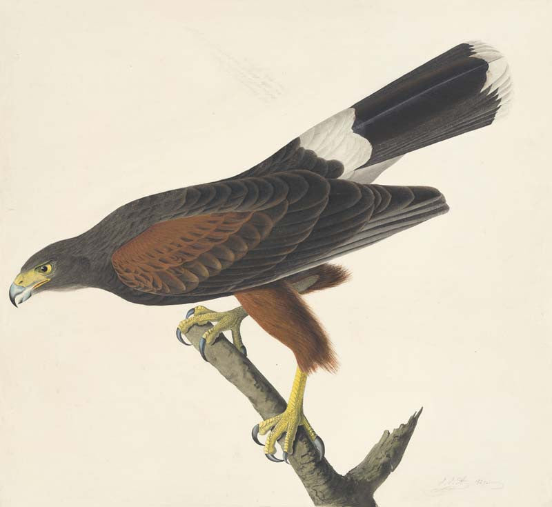 Harris's Hawk, Havell pl. 392
