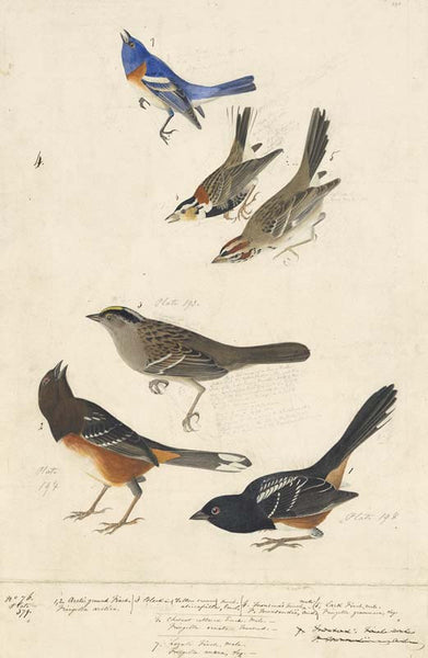 Lazuli Bunting, Chestnut-collared Longspur, Lark Sparrow, Golden-crowned Sparrow, and Eastern Towhee, Havell pl. 390, 394, and 398