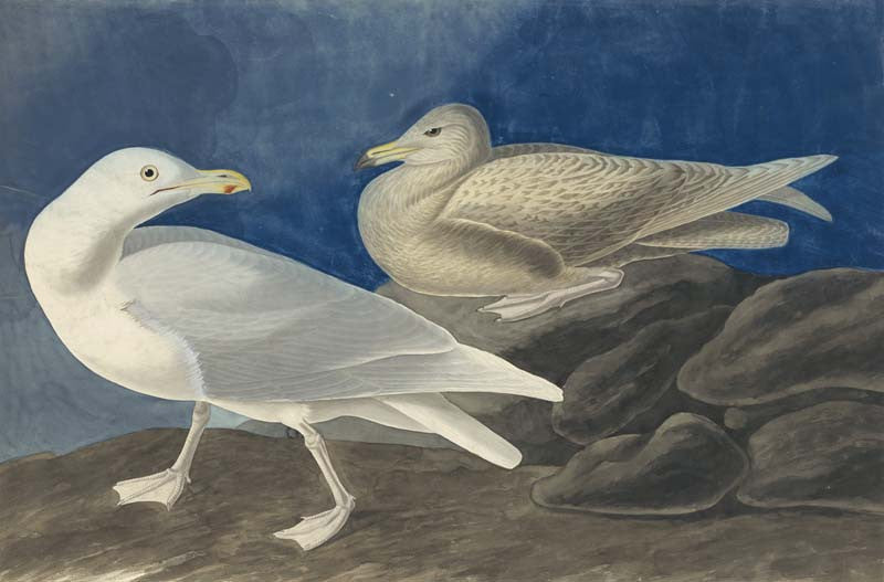Glaucous Gull, Havell pl. 396