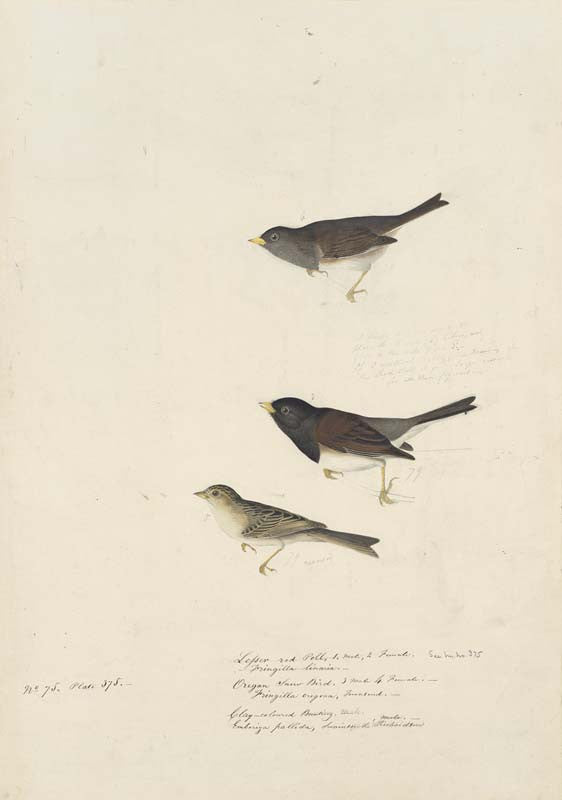Dark-eyed Junco and Clay-colored Sparrow, Havell pl. 398