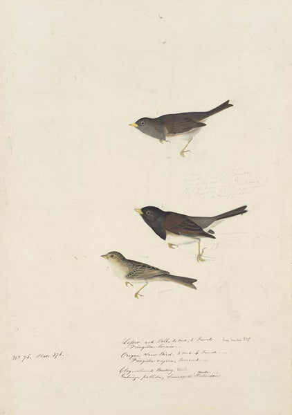 Dark-eyed Junco and Clay-colored Sparrow, Havell pl. 398