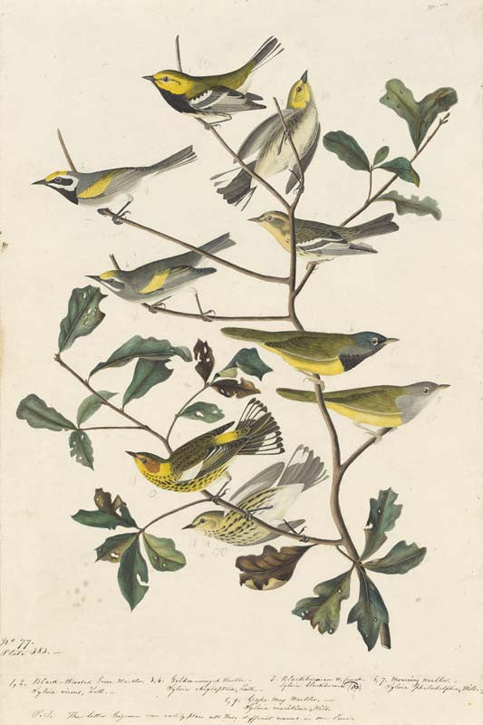 Black-throated Green Warbler, Blackburnian Warbler, MacGillivray's Warbler, Cape May Warbler and Golden-winged Warbler, Havell pl. 399 and 414