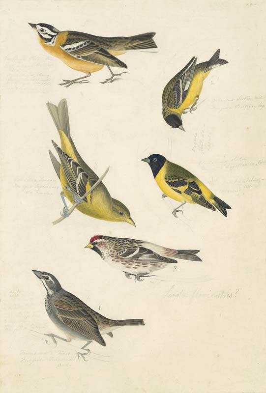 Smith's Longspur, Lesser Goldfinch, Black-headed Siskin, Western Tanager, Hoary Redpoll, Townsend's Bunting?, Havell pl. 394 and 400