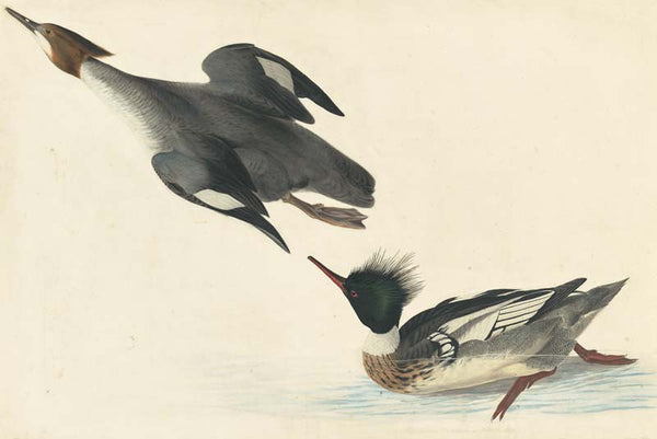Red-breasted Merganser, Havell pl. 401