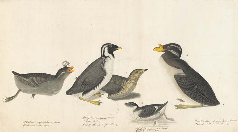 Crested Auklet, Ancient Murrelet, Least Auklet, and Rhinoceros Auklet, Havell pl. 402