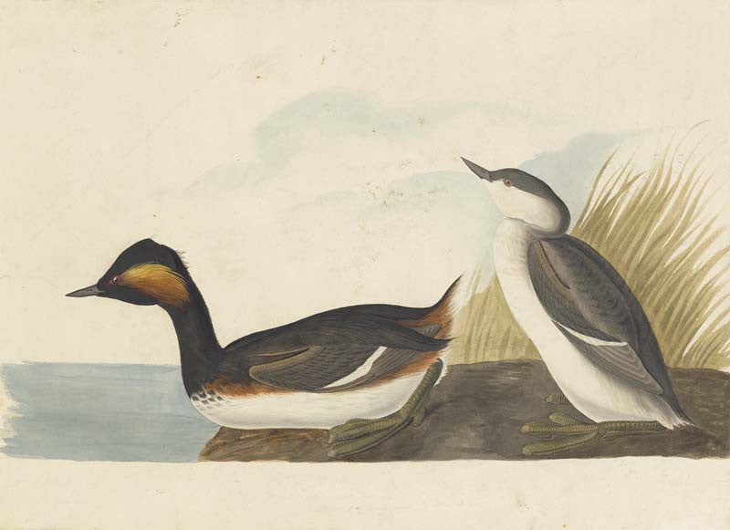 Eared Grebe, Havell pl. 404