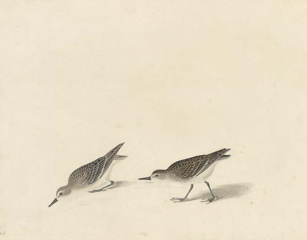 Semipalmated Sandpiper, Havell pl. 405