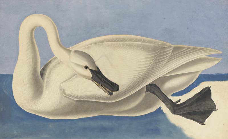 Trumpeter Swan, Havell pl. 406