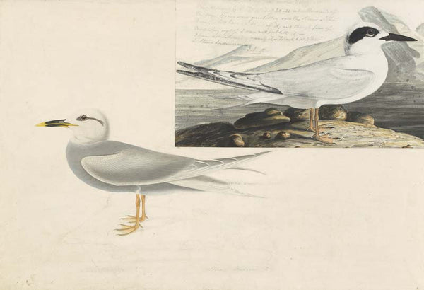 Forster's Tern and Snowy-crowned Tern, Havell pl. 409