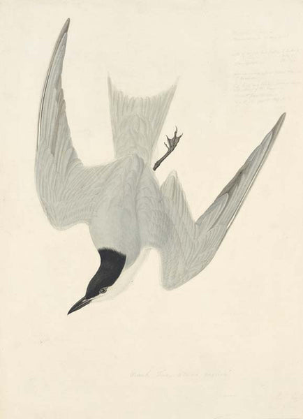 Gull-billed Tern, Havell pl. 410