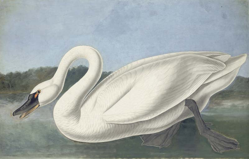 Tundra Swan, Havell pl. 411