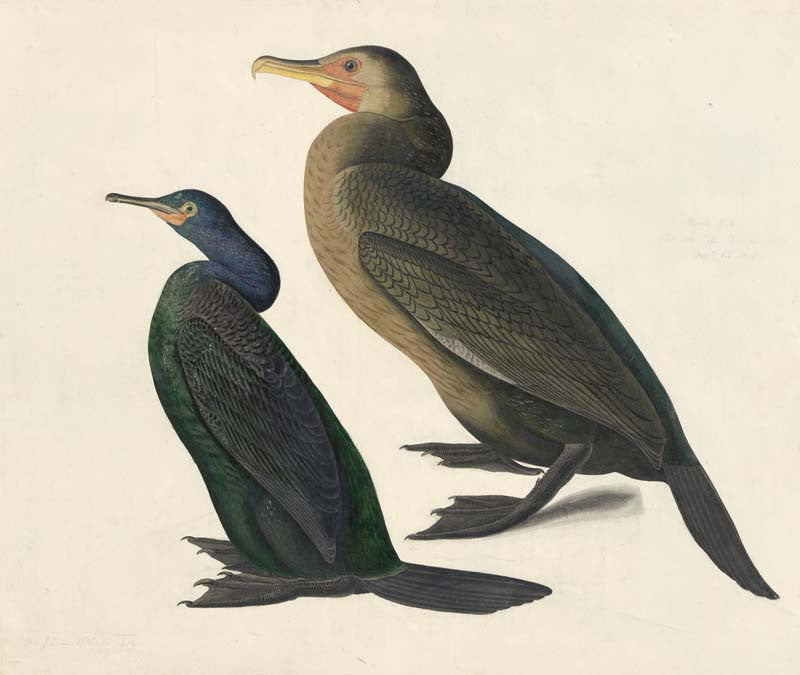 Pelagic Cormorant and Brandt's Cormorant, Havell pl. 412