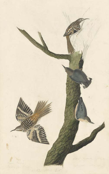 Brown Creeper and Pygmy Nuthatch, Havell pl. 415