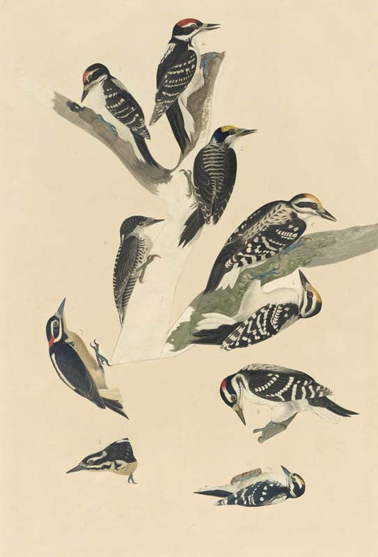 Hairy Woodpecker and American Three-toed Woodpecker, Havell pl. 417