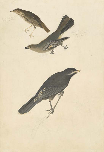 Hermit Thursh, Townsend's Solitaire and Gray Jay, Havell pl. 419