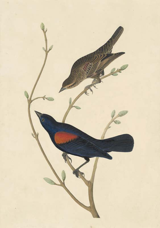 Red-winged Blackbird, Havell pl. 420