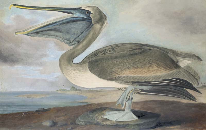 Brown Pelican, Havell pl. 421