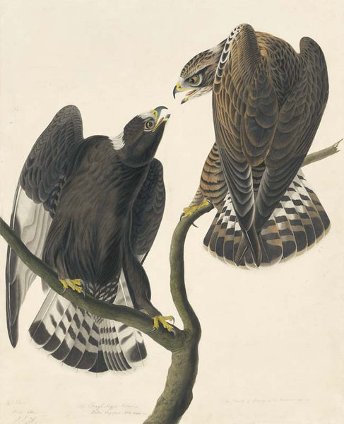 Rough-legged Hawk, Havell pl. 422