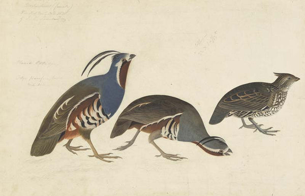 Mountain Quail and Crested Bobwhite, Havell pl. 423