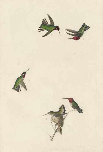 Anna's Hummingbird, Havell pl. 425