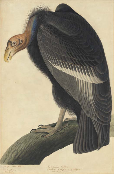 California Condor, Havell pl. 426