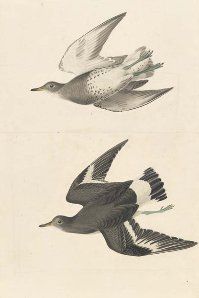 Surfbird, Havell pl. 428