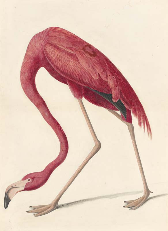 American Flamingo, Havell pl. 431