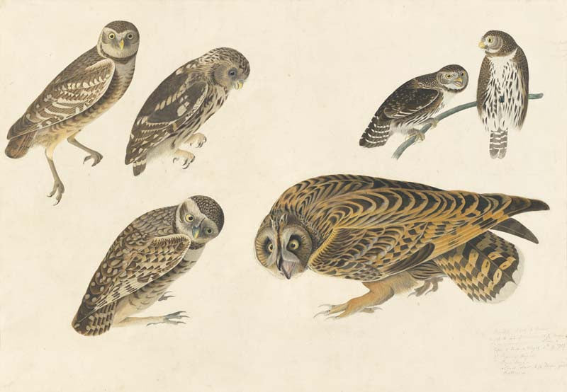 Burrowing Owl, Little Owl, Northern Pygmy-Owl, Short-eared Owl, Havell pl. 432