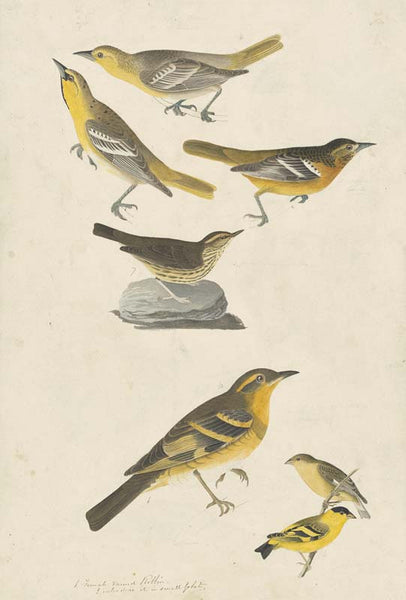Bullock's Oriole, Baltimore Oriole, Northern Waterthrush, Lesser Goldfinch, and Varied Thrush, Havell pl. 433