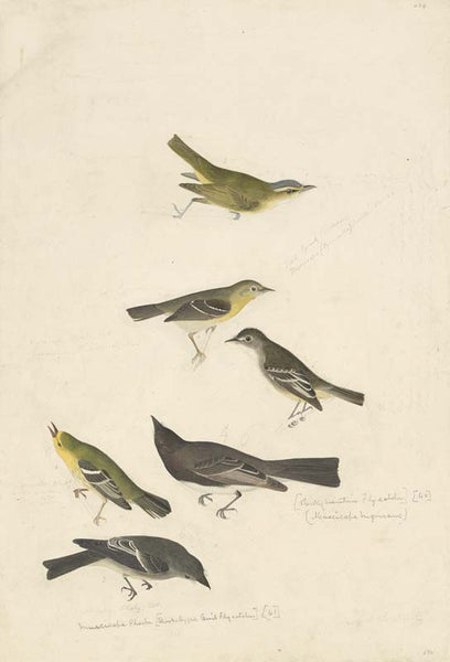 Red-eyed Vireo, Least Flycatcher, Small-headed Flycatcher, Black Phoebe, Blue Mountain Warbler, and Western Wood-Pewee, Havell pl. 434
