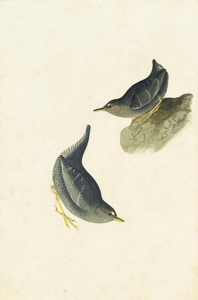 American Dipper, Havell pl. 435