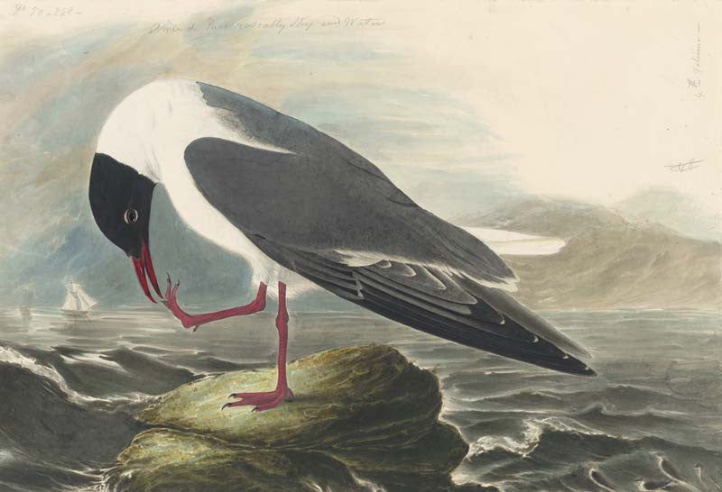 Common Black-headed Gull