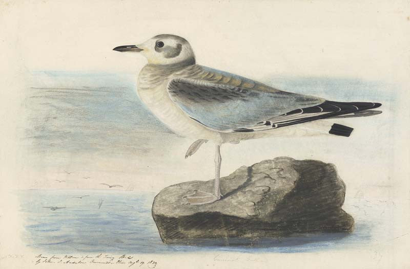 Bonaparte's Gull