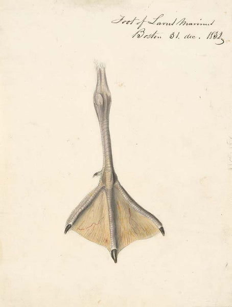 Study of a Foot for the Great Black-backed Gull